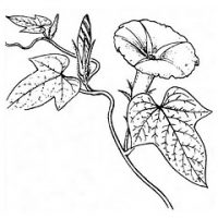 槿花