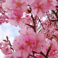 二〇一九年 河津桜（著述者撮影）
